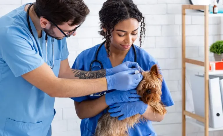 How To Become A Vet Tech